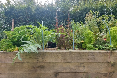 Permaculture