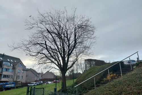 Taille de haies, arbustes et arbres fruitiers
