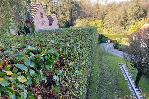 Taille de haies, arbustes et arbres fruitiers