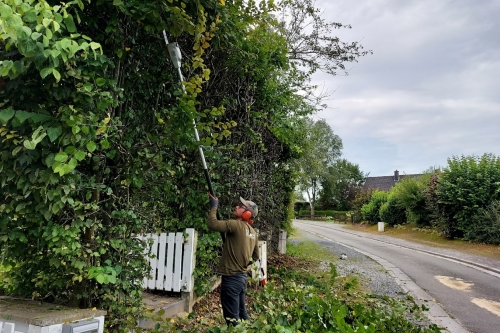 Taille de haies, arbustes et arbres fruitiers