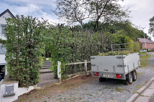 Taille de haies, arbustes et arbres fruitiers